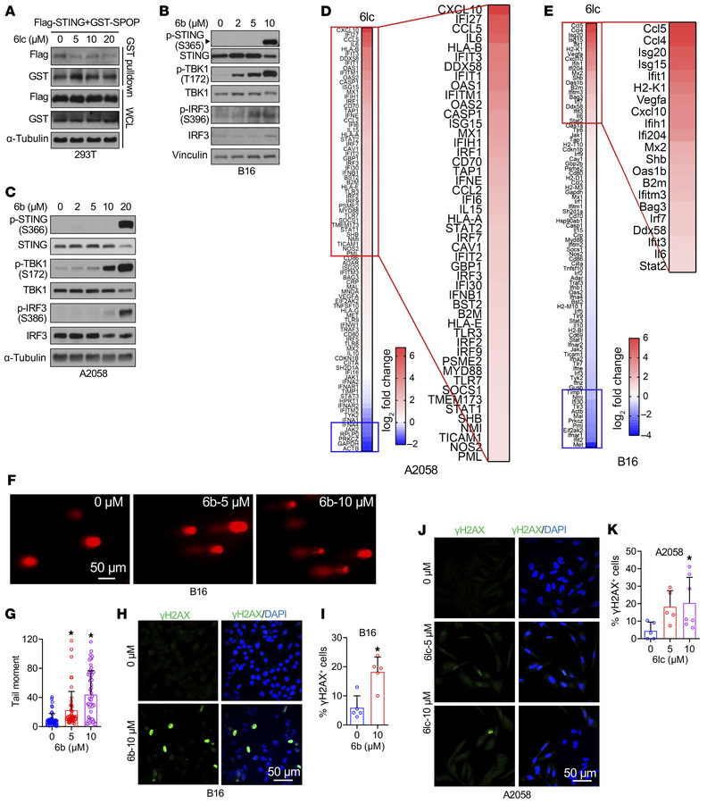 Pharmacological SPOP inhibition induces DNA damage to trigger STING acti...