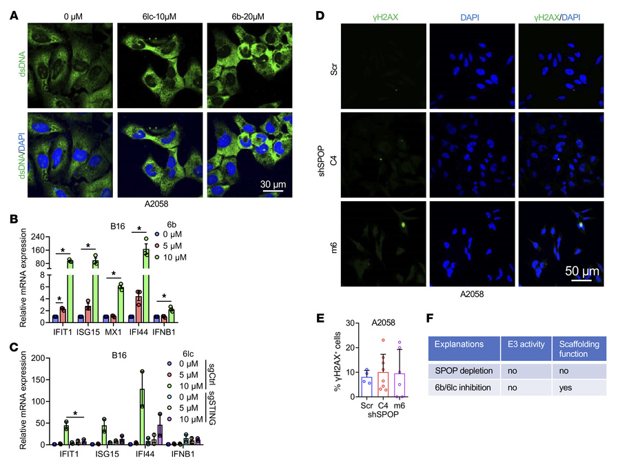 Genetic SPOP depletion mildly induces DNA damage.
(A) Immunofluorescence...