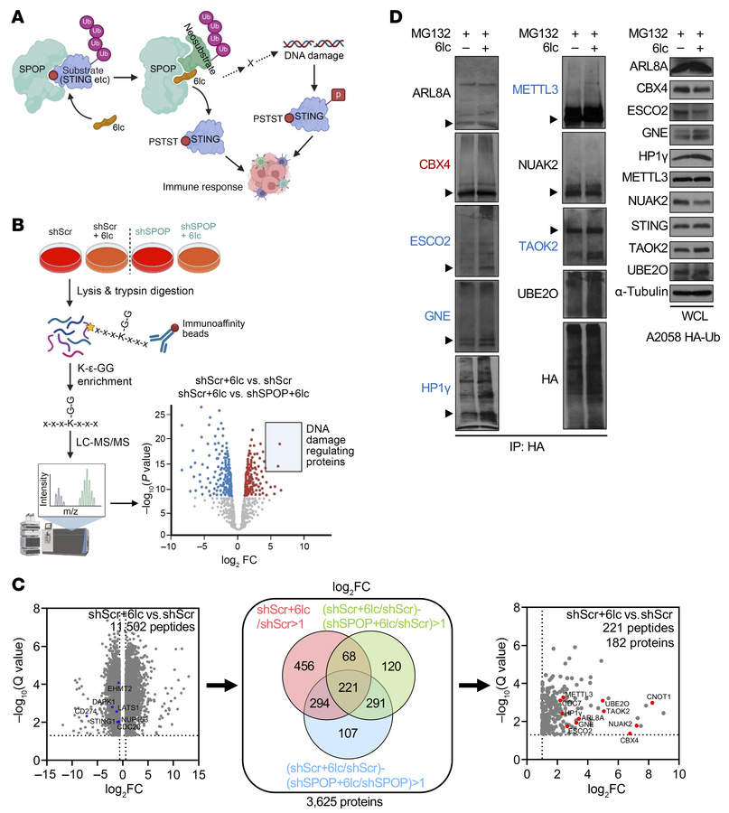 Systematic profiling of the protein degradation landscape induced by SPO...