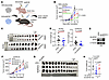 SPOP depletion suppresses B16 tumor growth depending on tumor immune enviro