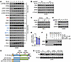 CBX4 is a neosubstrate for SPOP/6lc to control DNA damage.