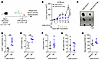 SPOP inhibition enhances CAR T cell effects in xenografted B16 melanoma mod