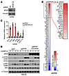 SPOP depletion potentiates type I interferon response.