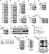 SPOP targets STING for ubiquitination and degradation.