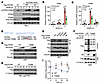 Evading SPOP-mediated degradation enhances STING activation in innate immun