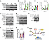 The STING-T356M mutant exhibits an enhanced ability to respond to dsDNA, ow