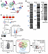 Systematic profiling of the protein degradation landscape induced by SPOP i