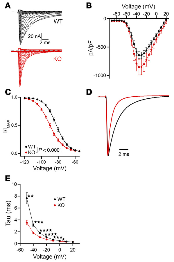 FGF13 regulates VGSC kinetics in cardiomyocytes.
(A) Representative raw ...