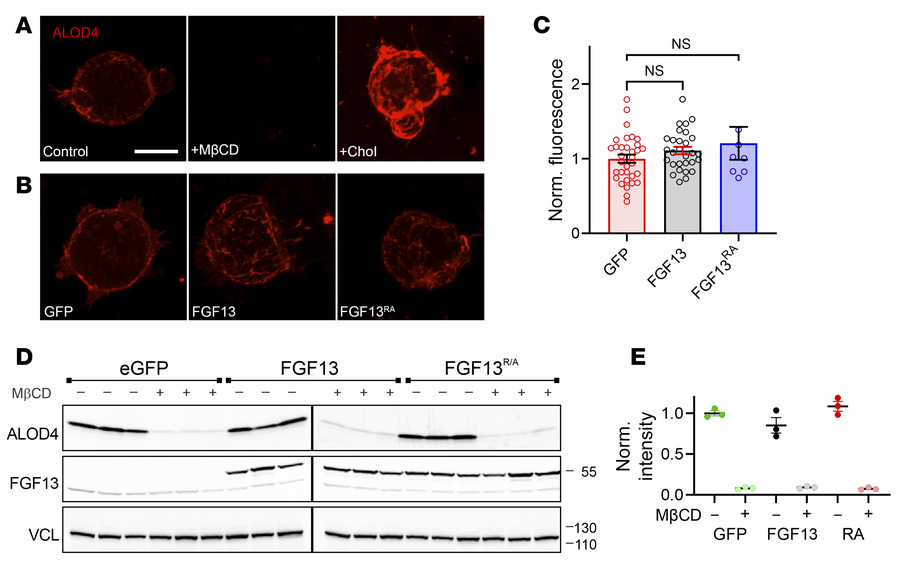 ALOD4 detects membrane-accessible cholesterol.
(A and B) Confocal images...