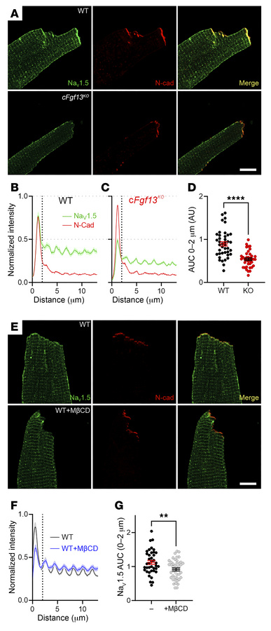 FGF13 and cholesterol regulate NaV1.5 at the ID.
(A) Confocal images sho...