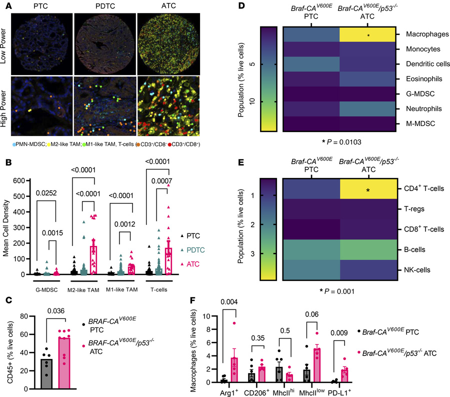 Composition of the tumor immune microenvironment in human and murine thy...