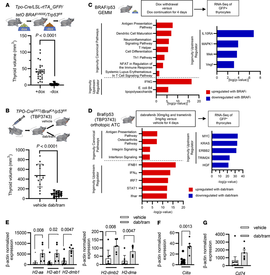 Induction of antigen presentation pathways in BRAFV600E ATC in response ...