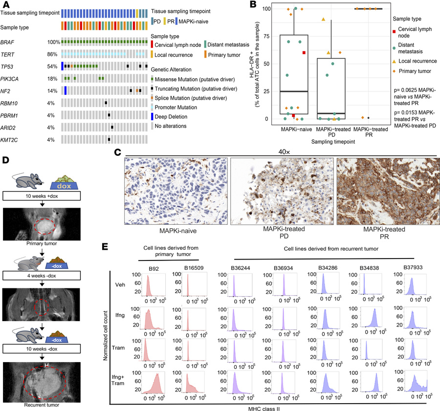 MhcII expression is suppressed in recurrent ATCs.
(A) Oncoprint of ATC s...