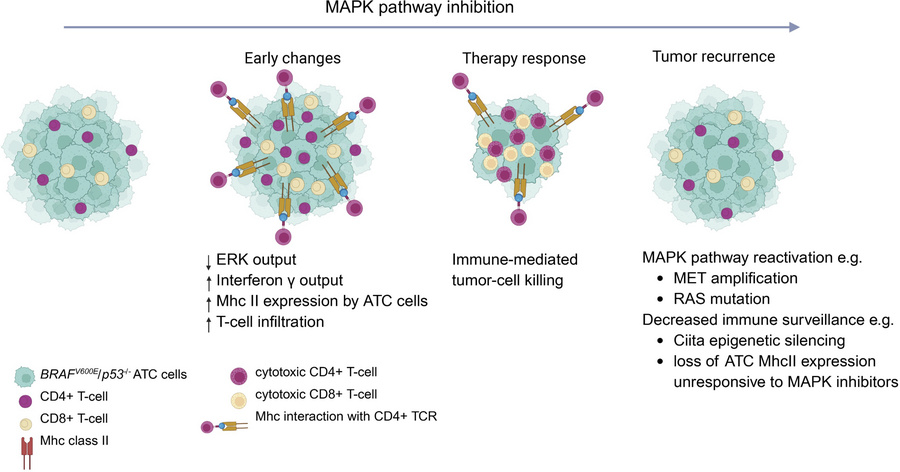 Mechanisms of response and recurrence to MAPK pathway inhibition in BRAF...