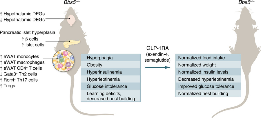 
Bbs5–/– mice have an adverse metabolic phenotype.
Mice lacking Bbs5 sho...
