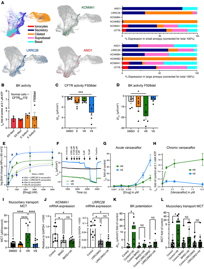 BK channel activation/potentiation by vanzacaftor enantiomers.
(A) Data ...