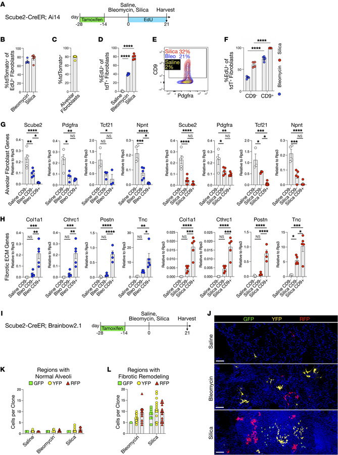 Alveolar fibroblast descendants proliferate in regions of fibrotic remod...