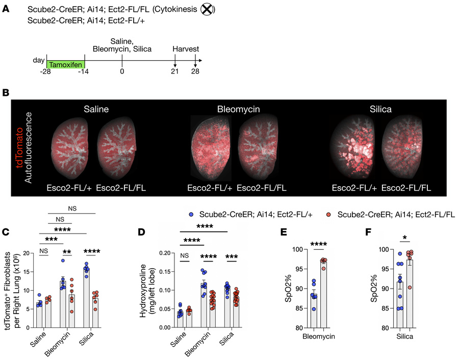 Genetic inhibition of fibroblast proliferation ameliorates lung fibrosis...