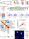Cthrc1+ fibrotic fibroblasts are the dominant proliferating fibroblast subt