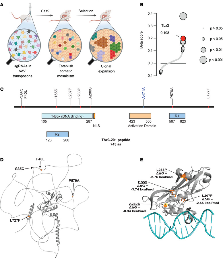 Somatic mutations identified in TBX3 in liver tissues from MASLD patient...