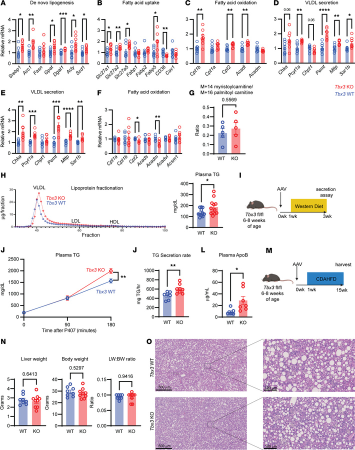 
Tbx3 deletion protects against MASLD by transcriptionally upregulating ...