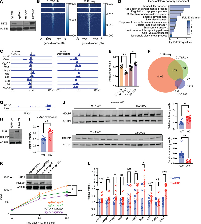 TBX3 regulates VLDL secretion through regulating cholesterol homeostasis...