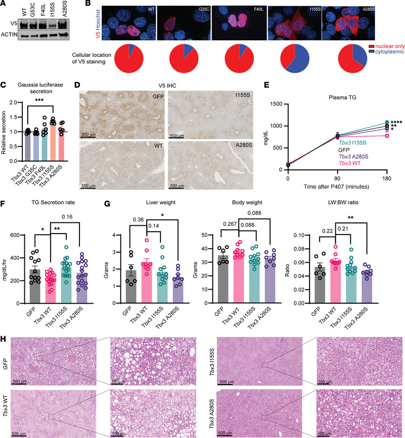 Human TBX3 point mutations are loss-of-function.
(A) Western blot for V5...