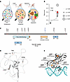 Somatic mutations identified in TBX3 in liver tissues from MASLD patients.