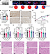 Human TBX3 point mutations are loss-of-function.