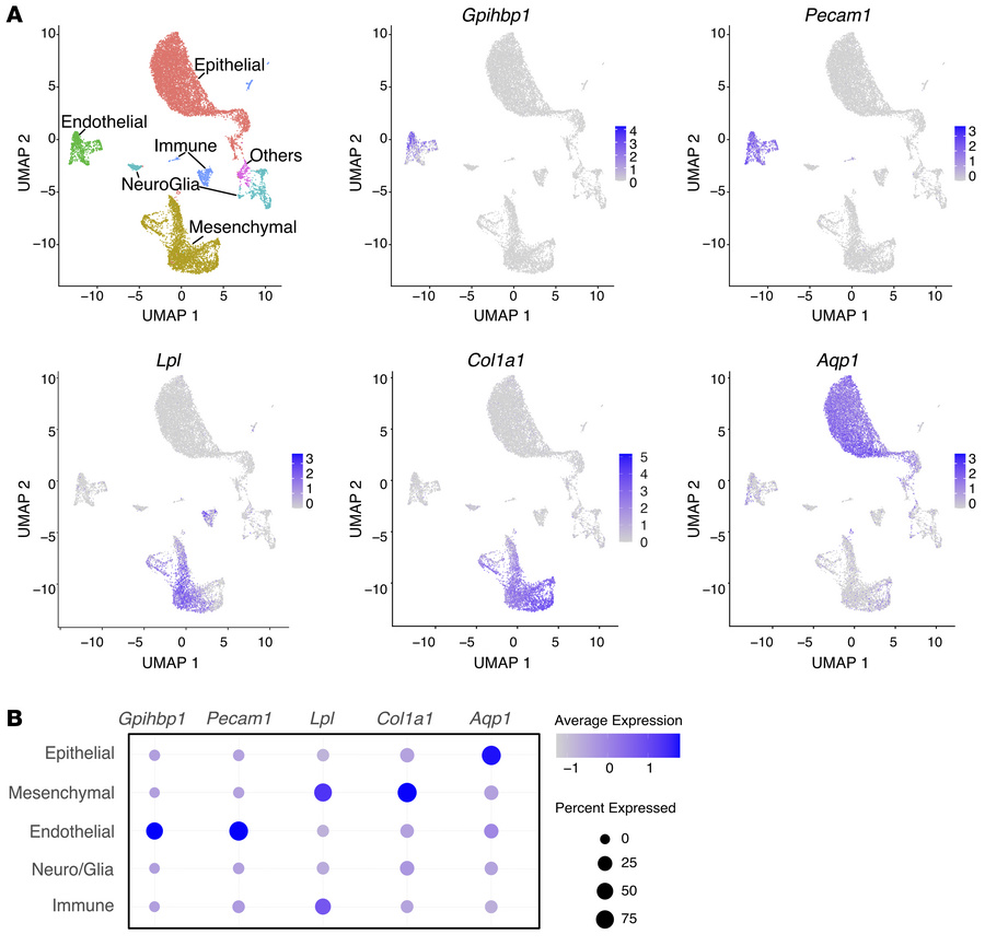 
Gpihbp1 is expressed in ECs of the ChP, whereas Lpl is expressed mainly...