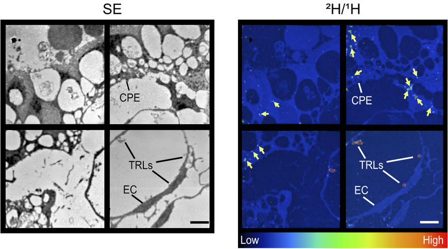 NanoSIMS images showing margination of [2H]TRLs along a ChP capillary an...