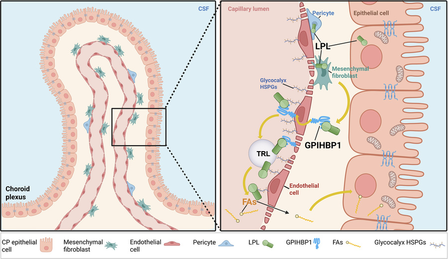 graphical abstract