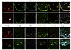 Margination of TRLs along the luminal surface of capillaries in mouse circu