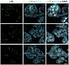 ISH studies — with RNAscope probes — of LPL transcripts in epithelial cells