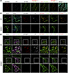 GPIHBP1 and LPL are on the luminal surface of ChP capillaries in WT mice bu