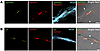 ISH studies, with RNAscope probes, of Lpl, Col1a1, Gpihbp1, and Pecam1 expr