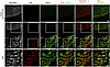 Confocal micrographs showing margination of TRLs along the luminal surface