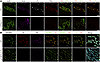 Confocal microscopy to assess TRL margination along ChP capillaries.