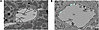 Scanning electron micrographs of thick sections from mouse heart (A) and mo