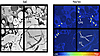 NanoSIMS images showing margination of [2H]TRLs along a ChP capillary and f