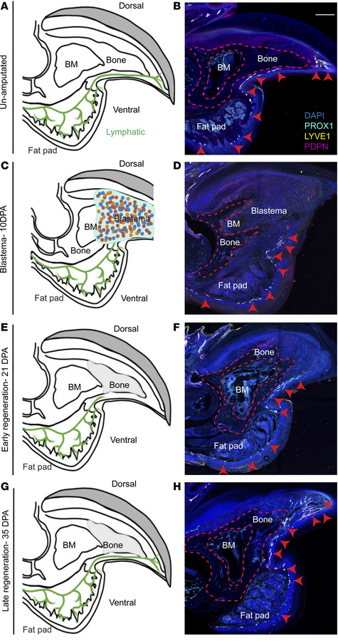 Lymphangiogenesis dynamics during digit tip regeneration.
(A) Schematic ...