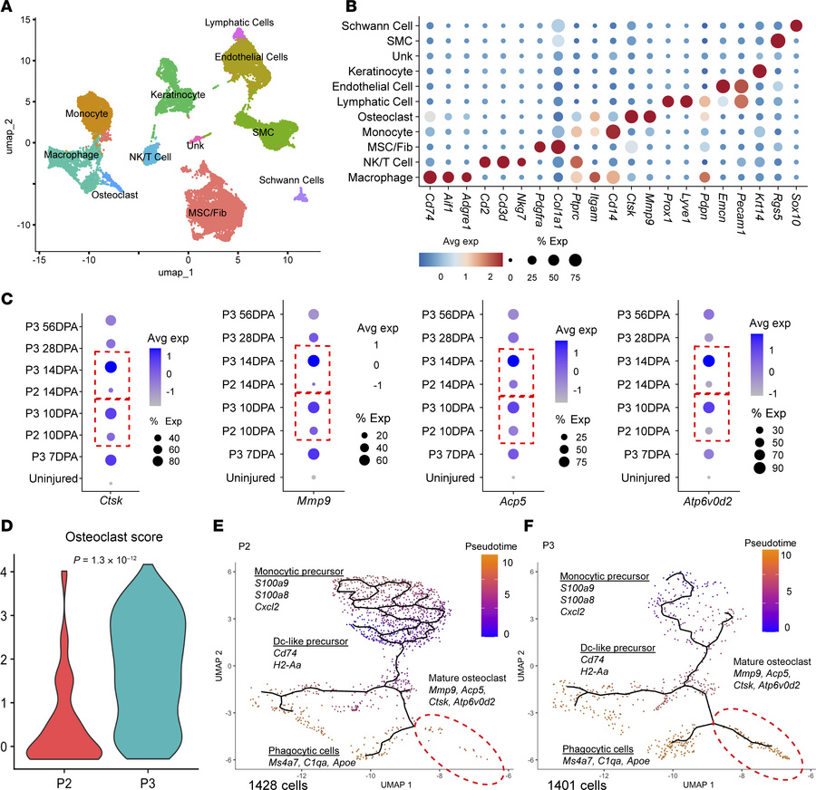 scRNA-Seq analysis reveals higher osteoclast gene expression in P3 compa...