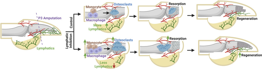graphical abstract