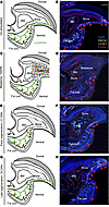 Lymphangiogenesis dynamics during digit tip regeneration.