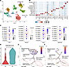 scRNA-Seq analysis reveals higher osteoclast gene expression in P3 compared