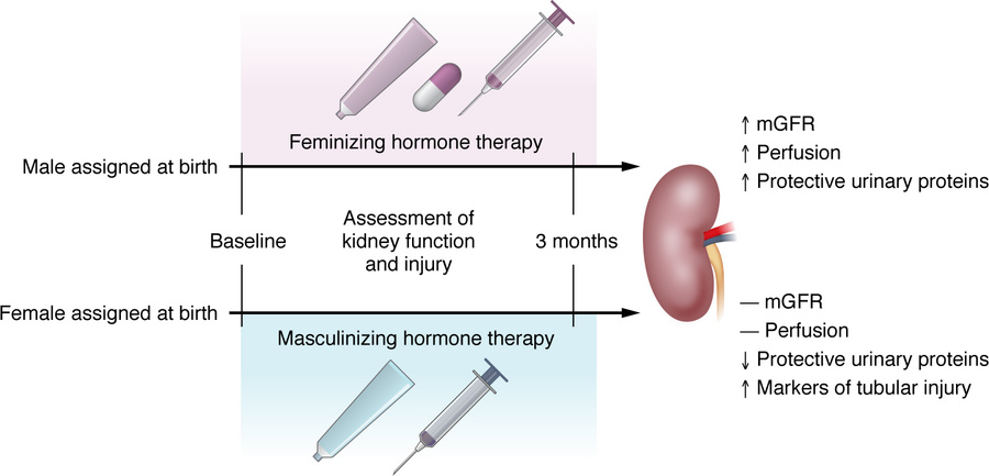 Sex hormone therapy differentially affects kidney biomarkers.
The KNIGHT...