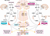 Sex-specific pathways, systems, and mechanisms identified in the transition