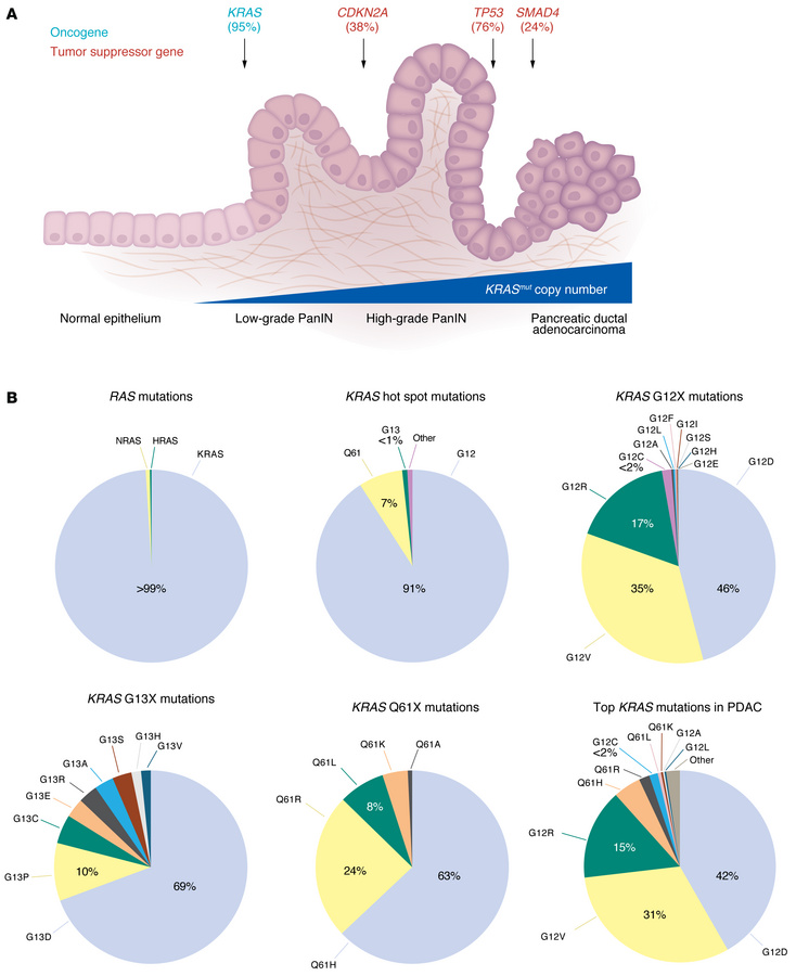 
KRAS mutations in PDAC.
(A) Schematic illustrating pancreatic ductal ad...