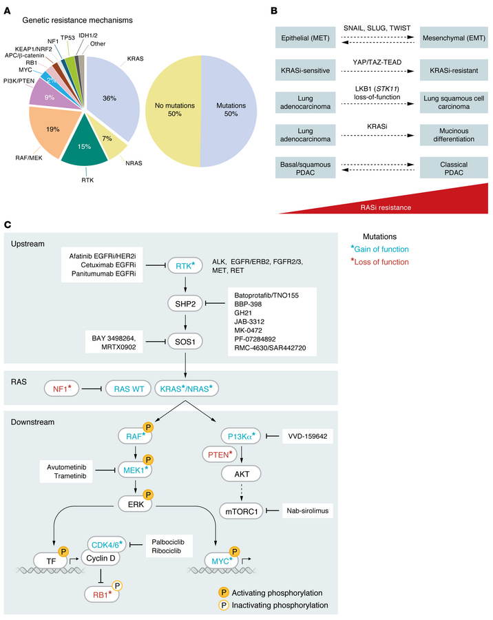 Resistance mechanisms to KRASG12C inhibitors and combination strategies....