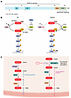 KRAS GTPase regulation and signaling.